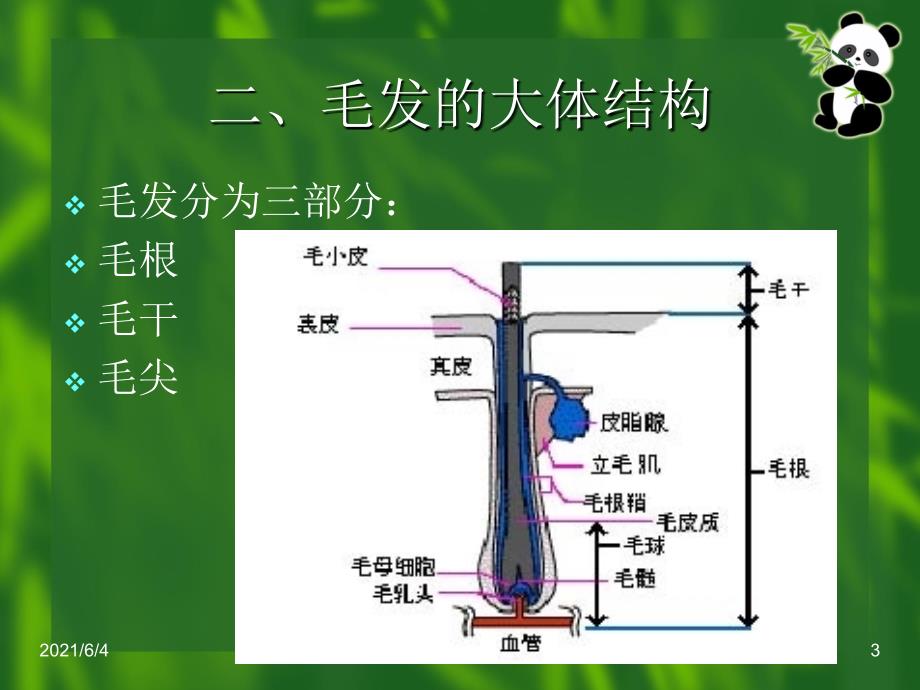 第六章毛发检验.ppt_第3页