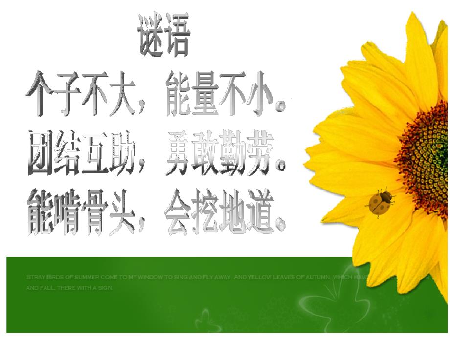 认识蚂蚁PPT课件.ppt_第2页