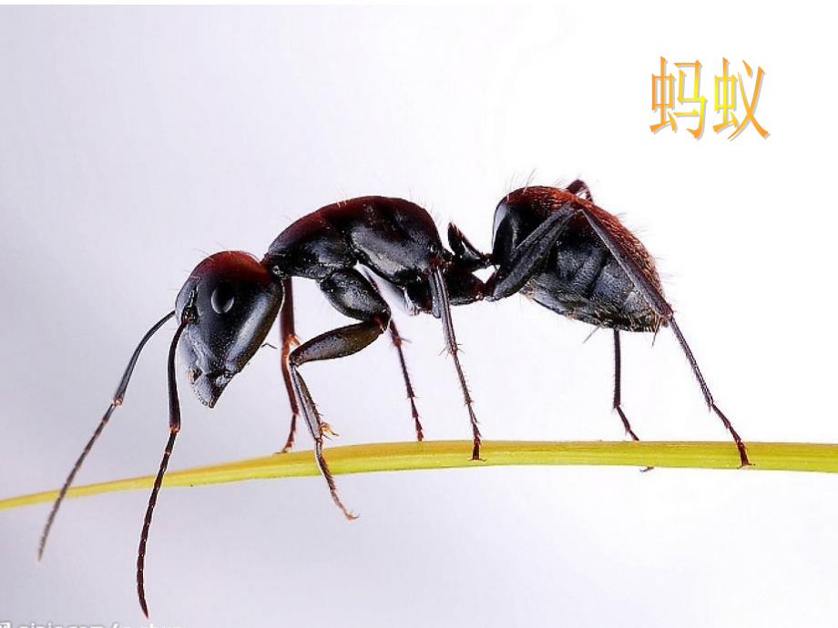 认识蚂蚁PPT课件.ppt_第3页