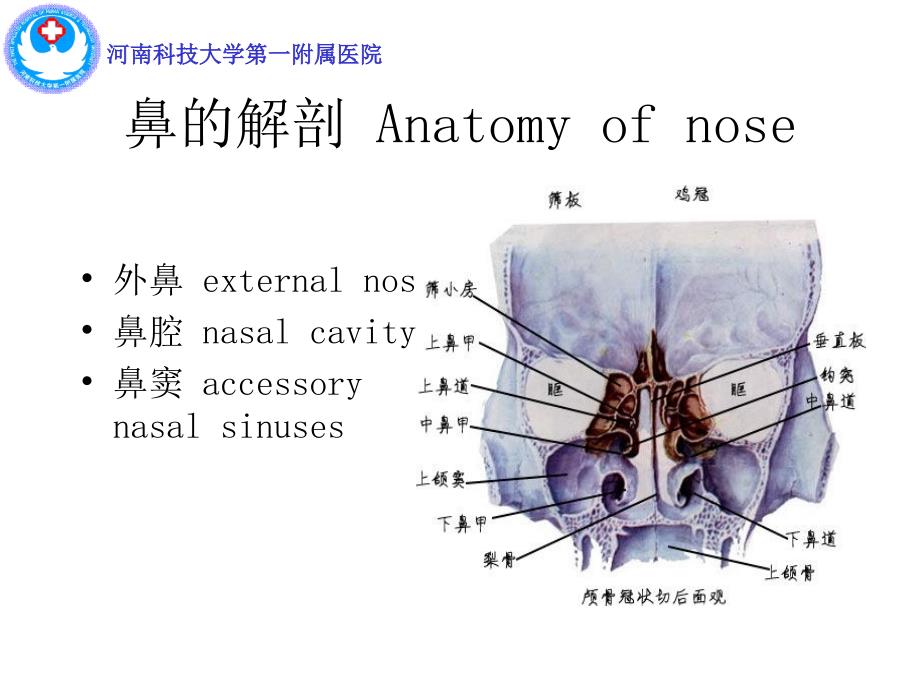 鼻及鼻窦解剖PPT课件.ppt_第2页