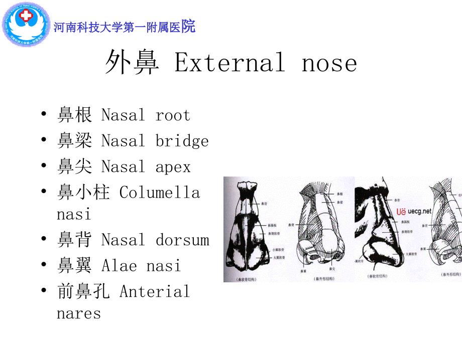 鼻及鼻窦解剖PPT课件.ppt_第3页
