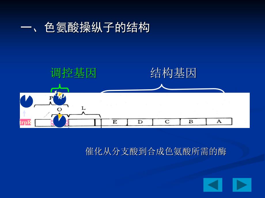 色氨酸操纵子PPT课件.ppt_第2页