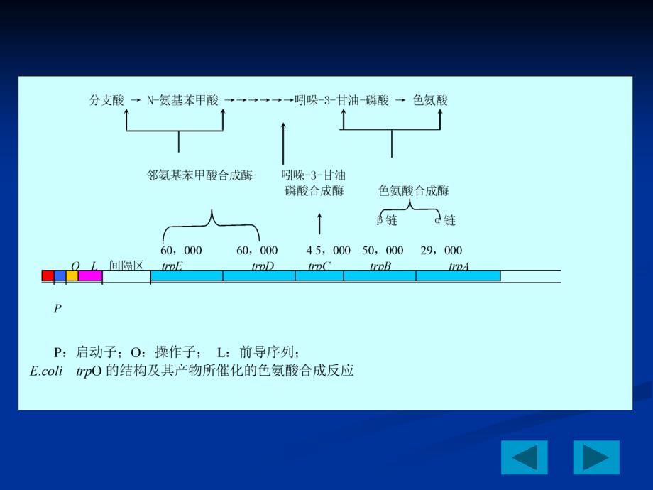 色氨酸操纵子PPT课件.ppt_第3页