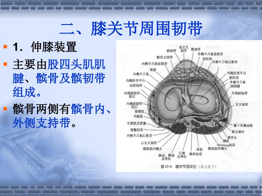 膝关节疼痛的针刀治疗ppt课件.ppt_第3页