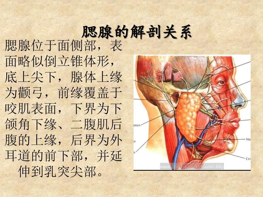 腮腺肿瘤小讲课.ppt_第3页