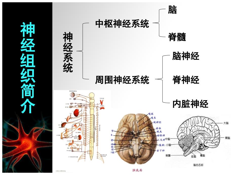 神经组织工程副本.ppt_第3页