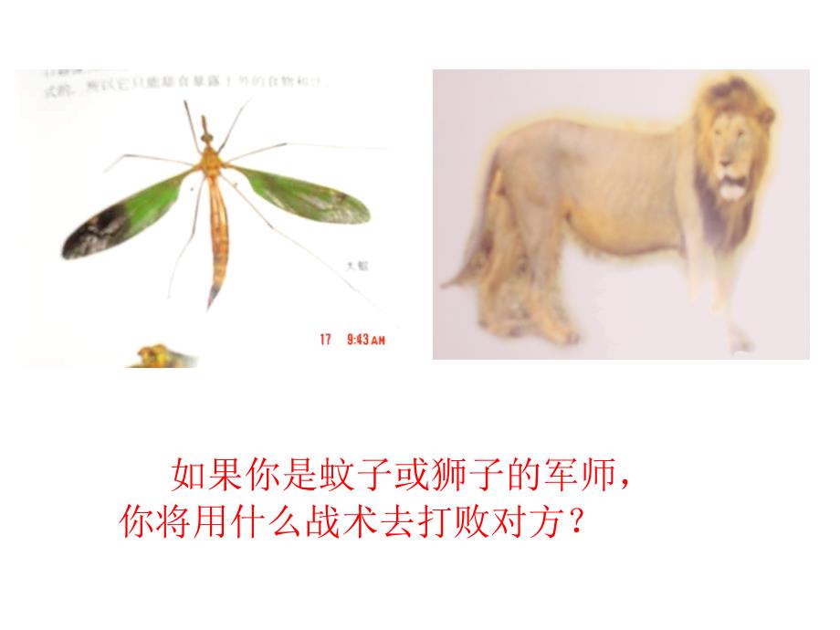 蚊子和狮子PPT课件.ppt_第3页