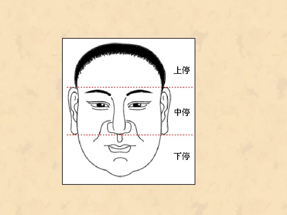 面相学之鼻相PPT课件.ppt_第1页