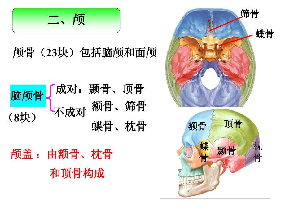 颅骨和附肢骨PPT课件.ppt_第1页