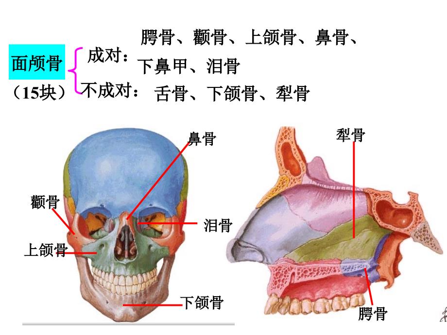 颅骨和附肢骨PPT课件.ppt_第2页