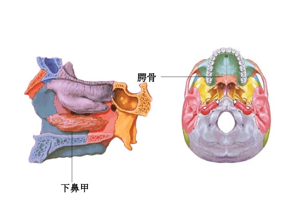 颅骨和附肢骨PPT课件.ppt_第3页