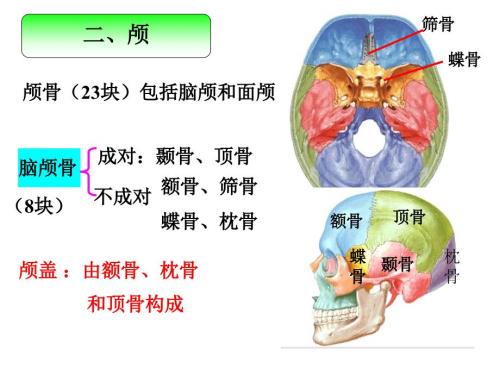 颅骨和附肢骨PPT课件.ppt