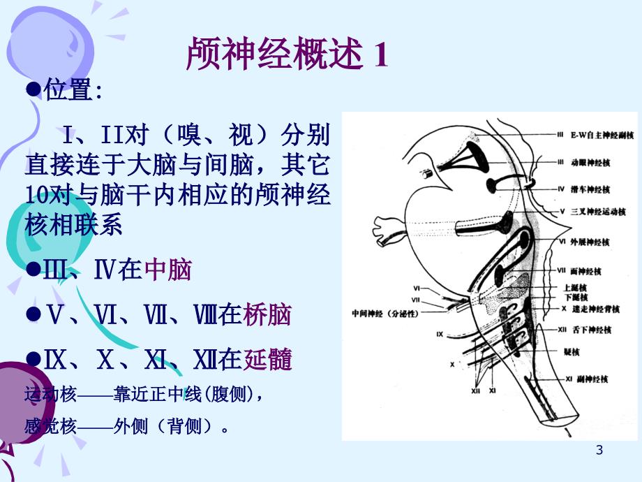 颅神经ppt课件.ppt_第3页