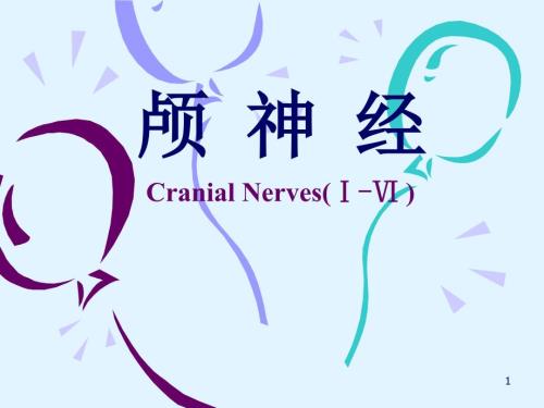 颅神经ppt课件.ppt
