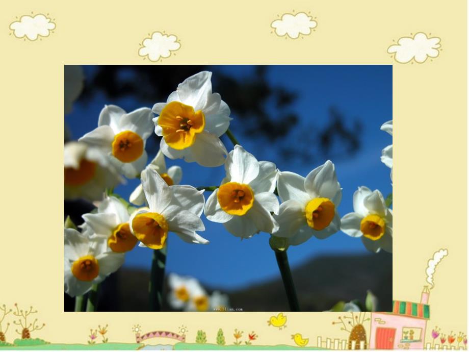 美丽的水仙花课件.ppt_第2页
