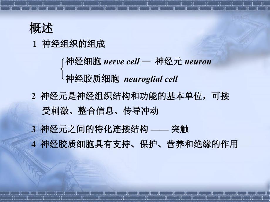 神经组织PPT课件.ppt_第2页