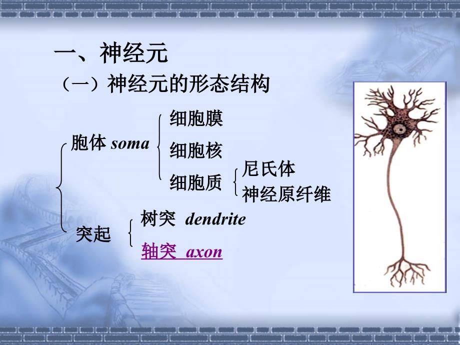 神经组织PPT课件.ppt_第3页
