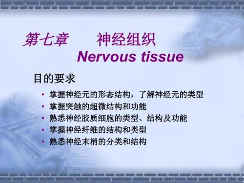 神经组织PPT课件.ppt