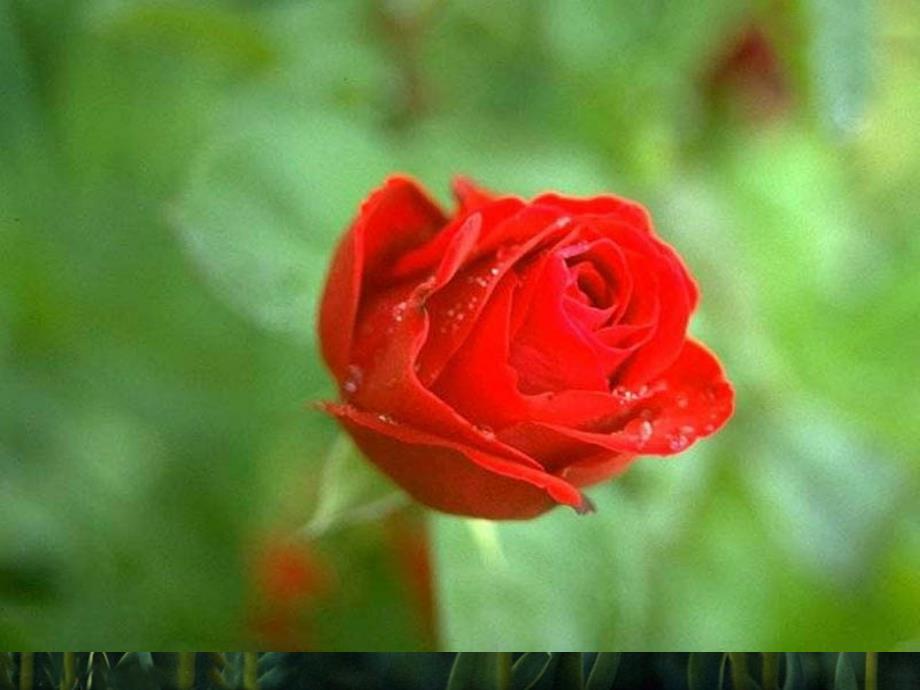 花钟课件.ppt_第2页