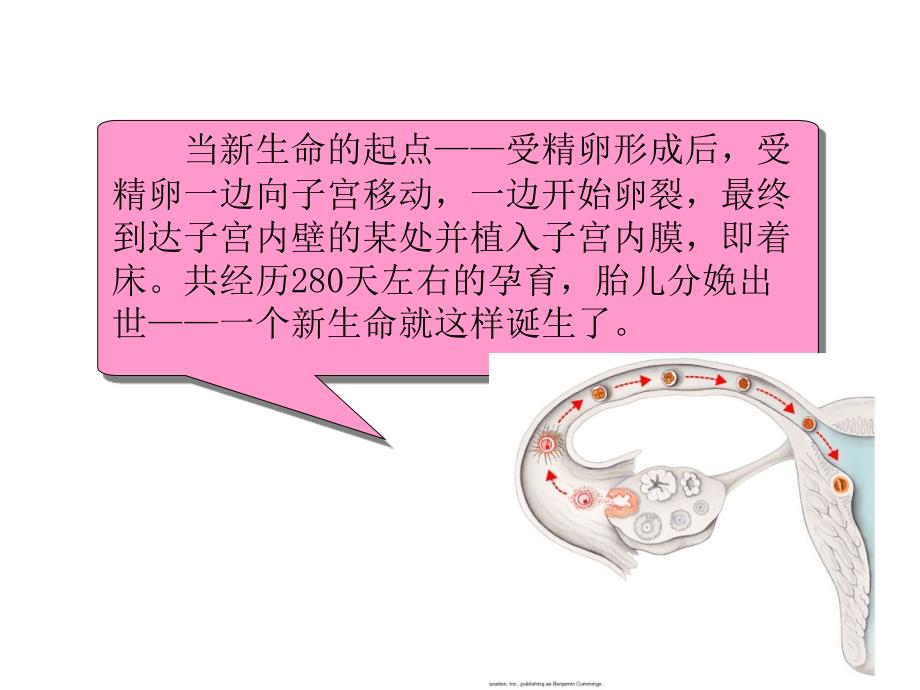 辅助生殖技术及护理人工授精.ppt_第3页