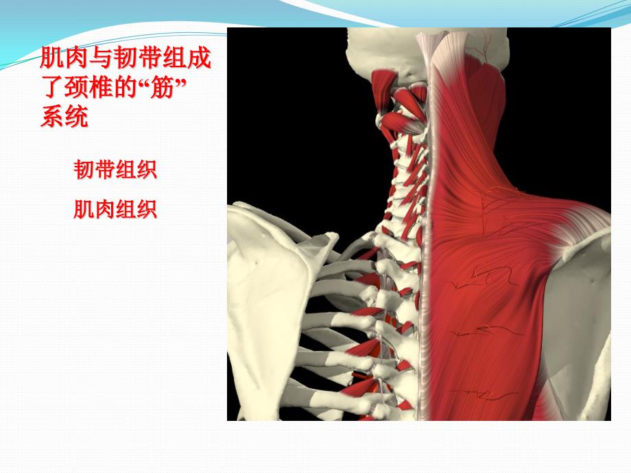 项痹病中医护理方案ppt.pptx_第3页