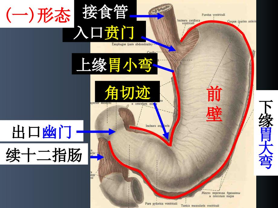 胃癌的解剖及CT诊断PPT演示课件.ppt_第3页