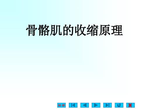 骨骼肌的收缩原理.ppt