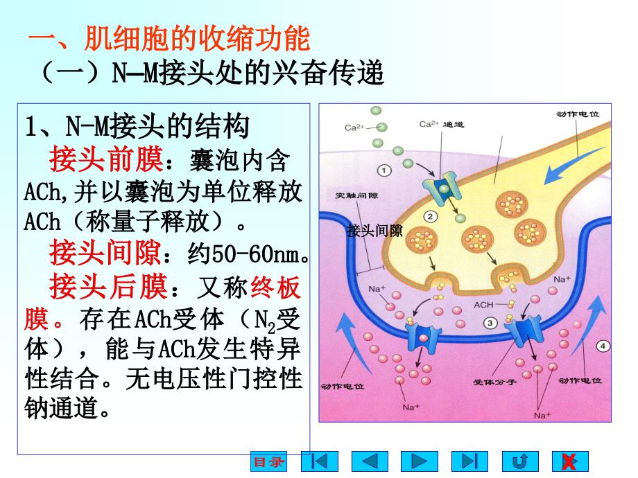 骨骼肌的收缩原理.ppt_第2页