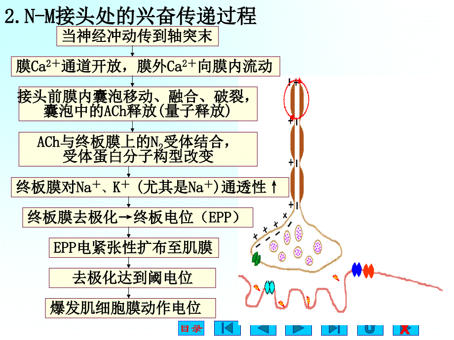 骨骼肌的收缩原理.ppt_第3页