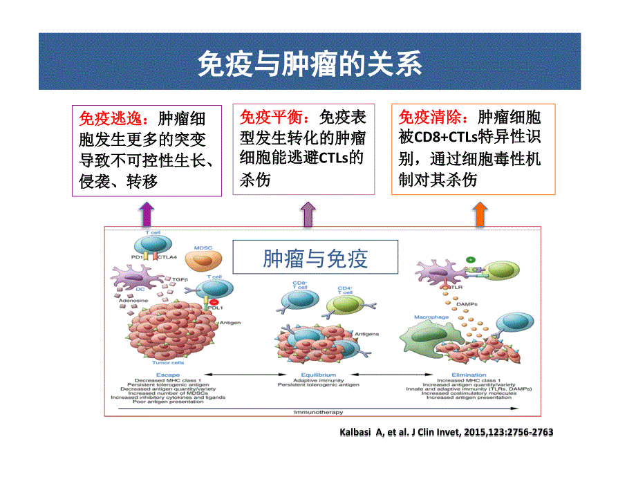肿瘤免疫微环境与放射治疗ppt课件.pptx_第2页