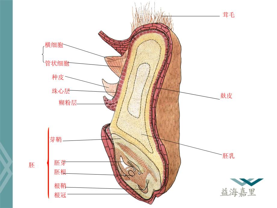 面粉基础知识介绍PPT蛋糕.ppt_第3页