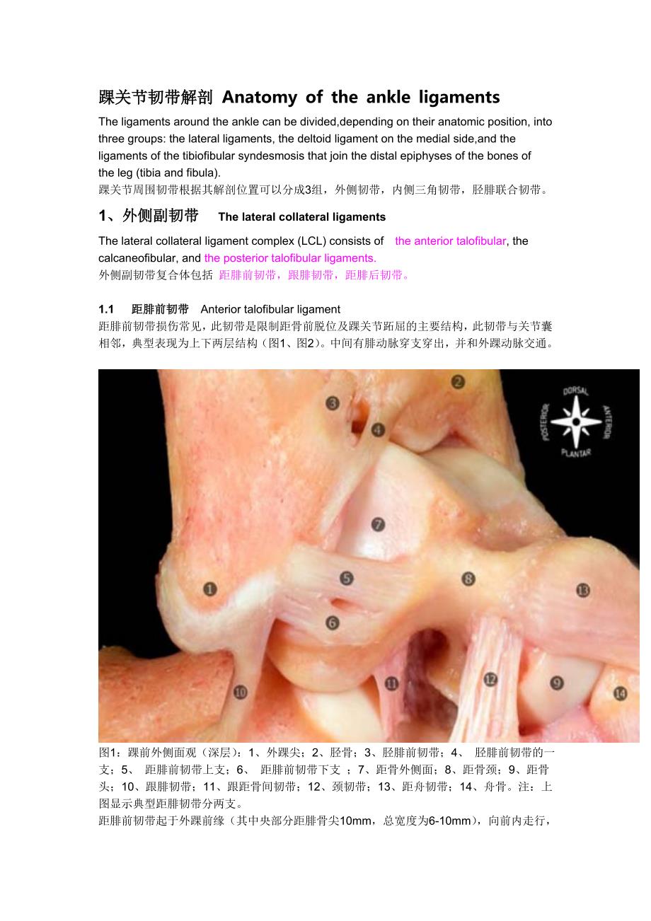 踝关节韧带解剖.doc_第1页