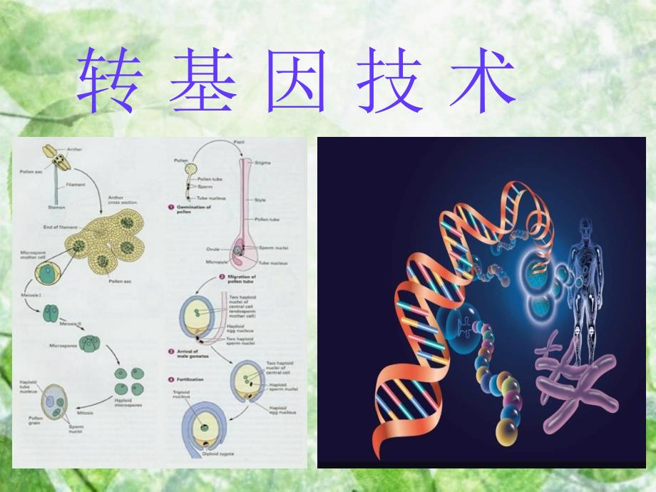 转基因技术PPT课件.ppt_第1页