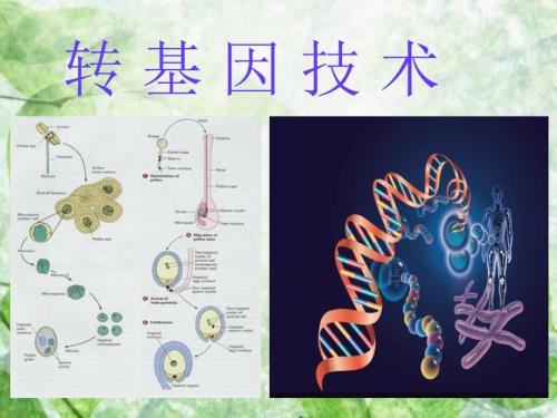转基因技术PPT课件.ppt