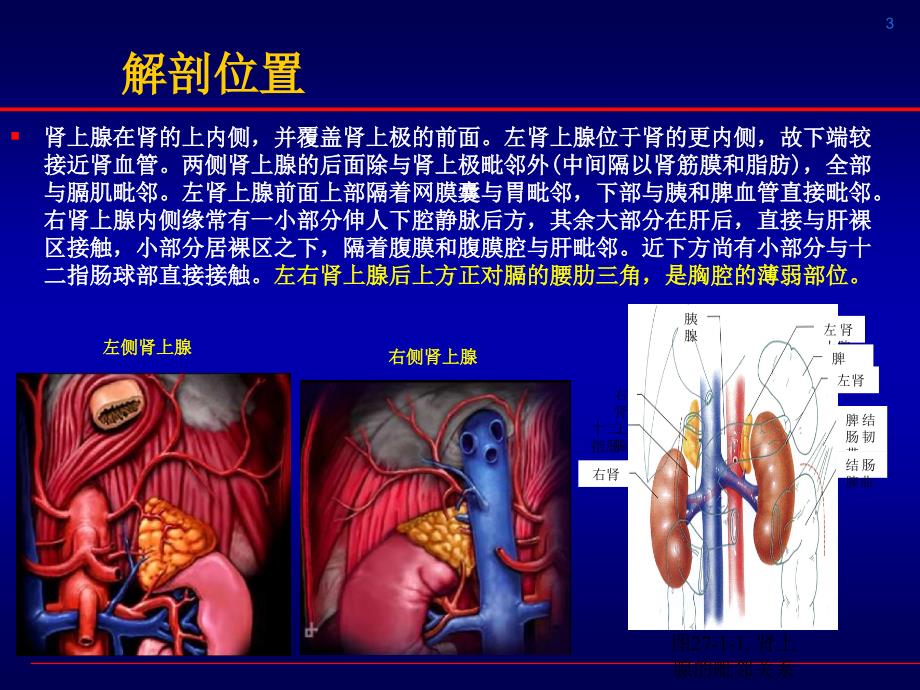 腹腔镜肾上腺切除.ppt_第3页