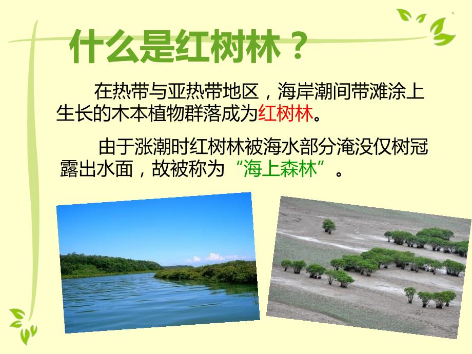 红树林生态系统PPT课件.ppt_第3页
