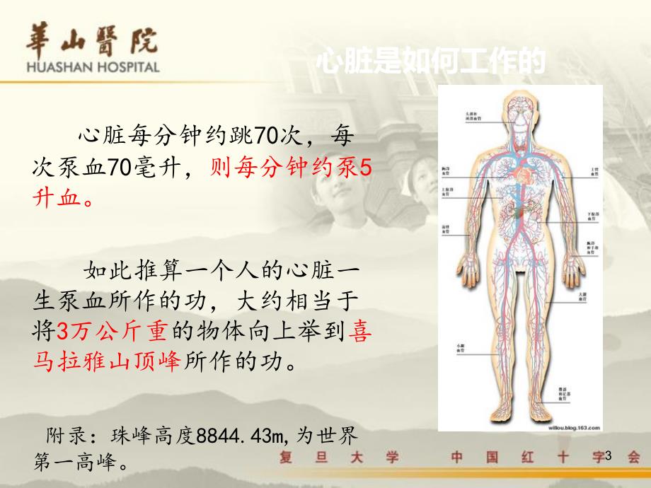 辅酶ppt课件.ppt_第3页