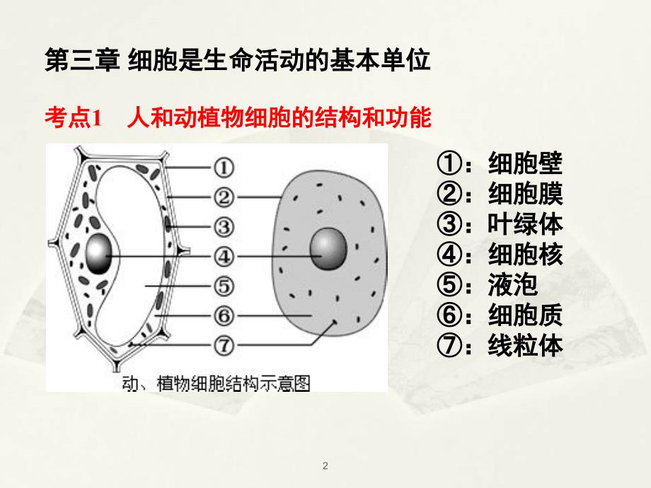 苏教版七年级上册生物期末复习第二单元PPT课件.ppt_第2页