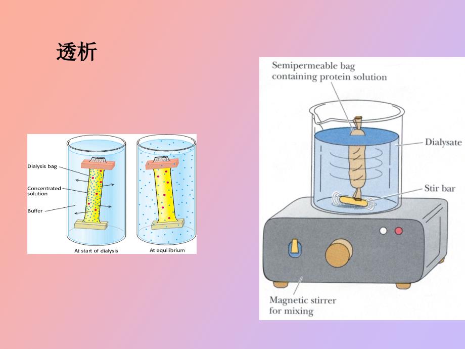 血清蛋白质聚丙烯酰胺凝胶圆盘电泳.ppt_第3页