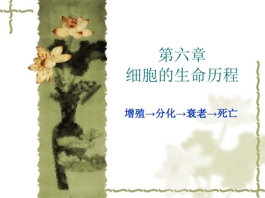 细胞的生命历程PPT课件.ppt_第1页