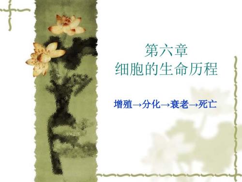 细胞的生命历程PPT课件.ppt