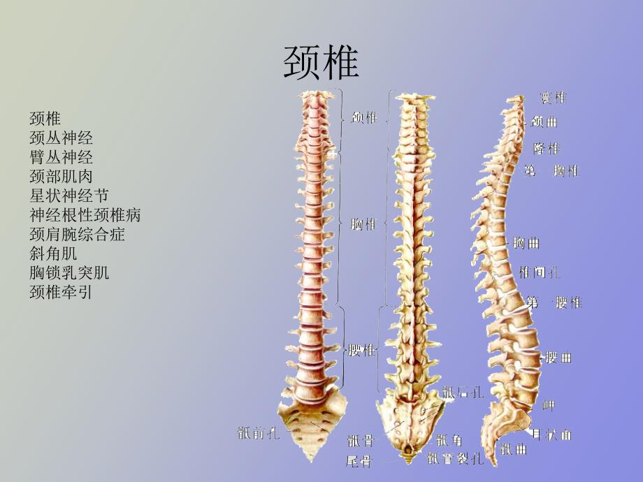 颈关节ppt课件.ppt_第2页