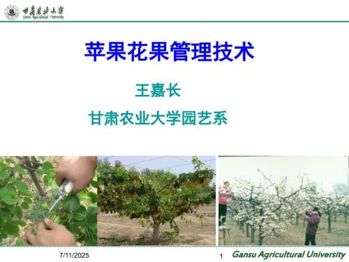 苹果花果管理技术.ppt