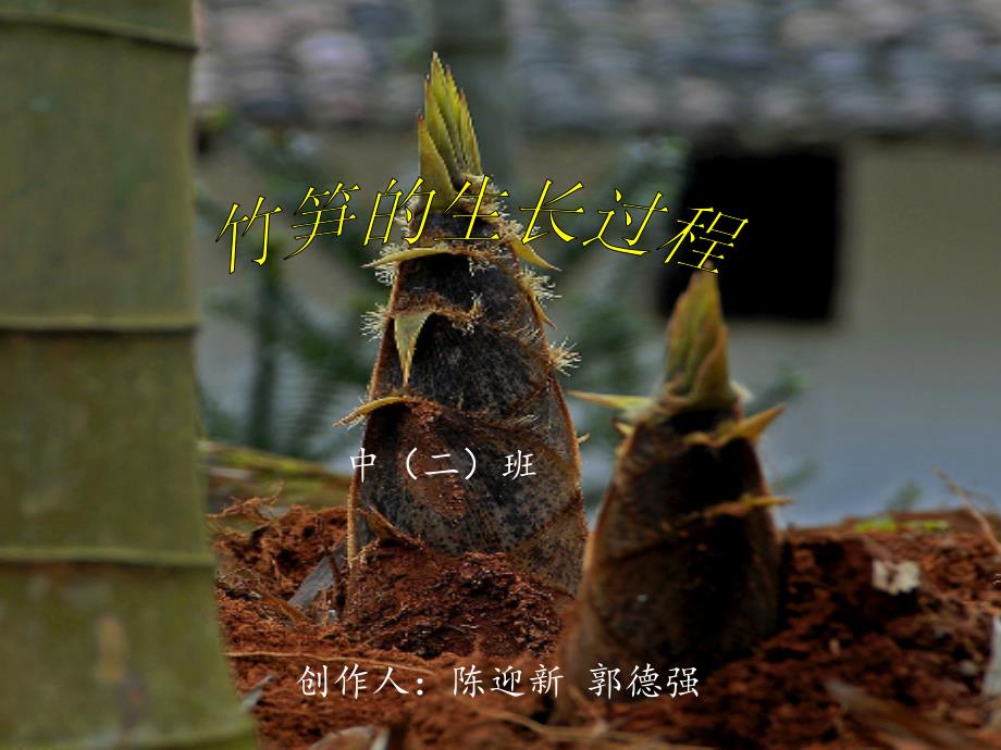 竹笋的生长过程图解.ppt_第1页