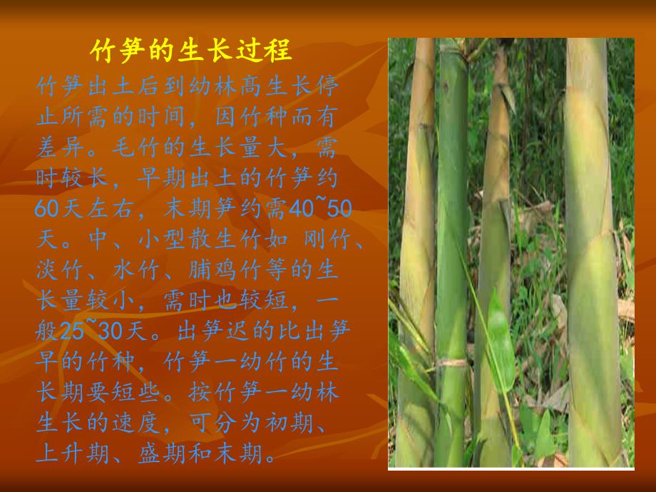 竹笋的生长过程图解.ppt_第2页