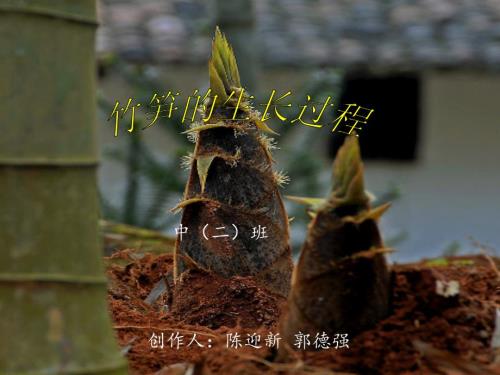 竹笋的生长过程图解.ppt