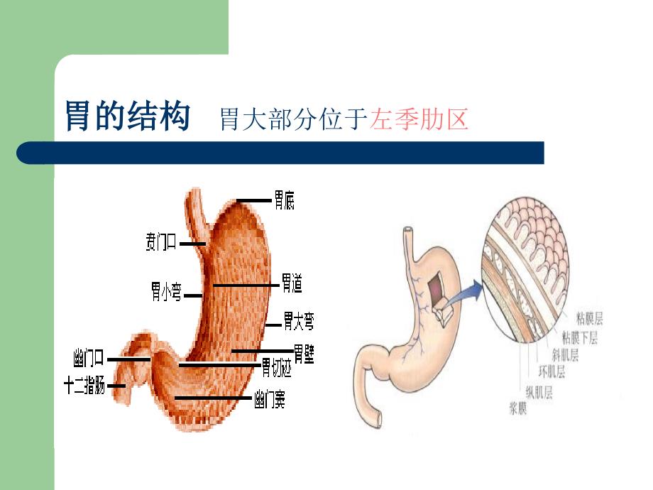 胃癌患者的护理.ppt_第3页