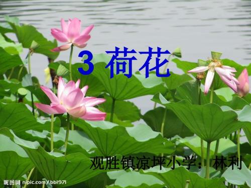 荷花说课稿的PPT课件.ppt