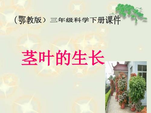 茎叶的生长课件.ppt