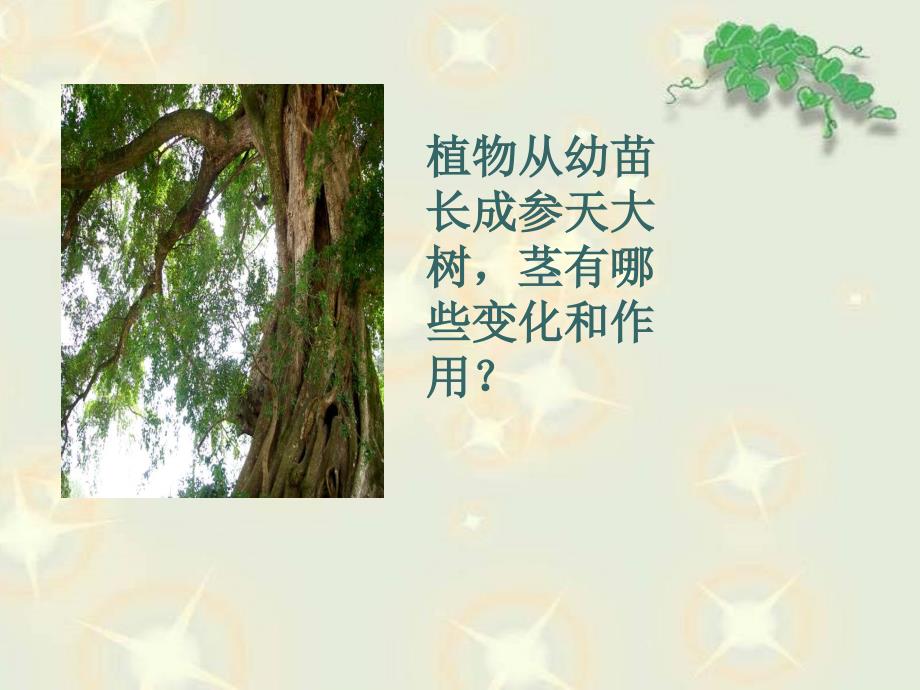茎叶的生长课件.ppt_第2页